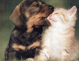 Cani e gatti Cani e gatti
