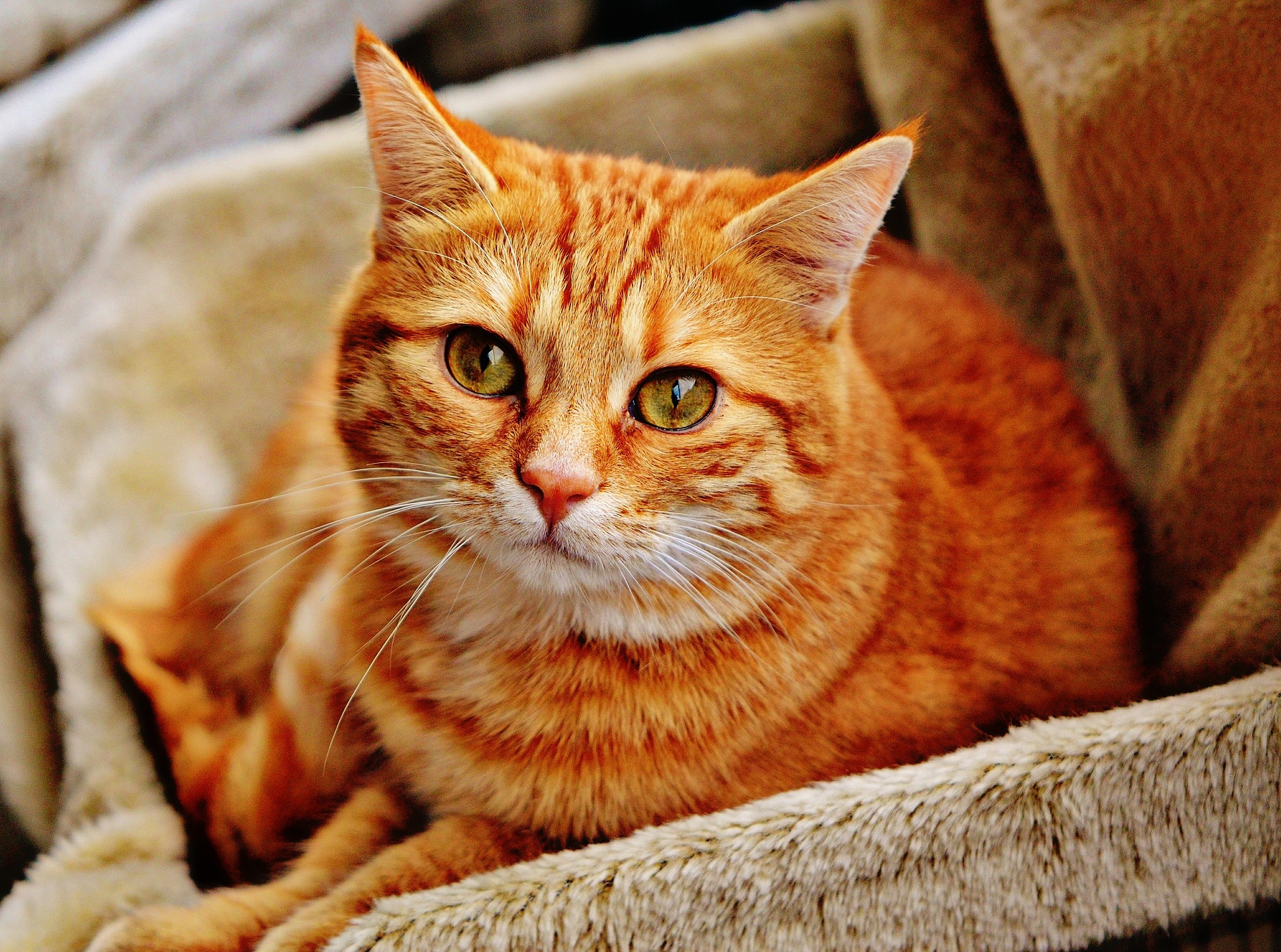 Gatto