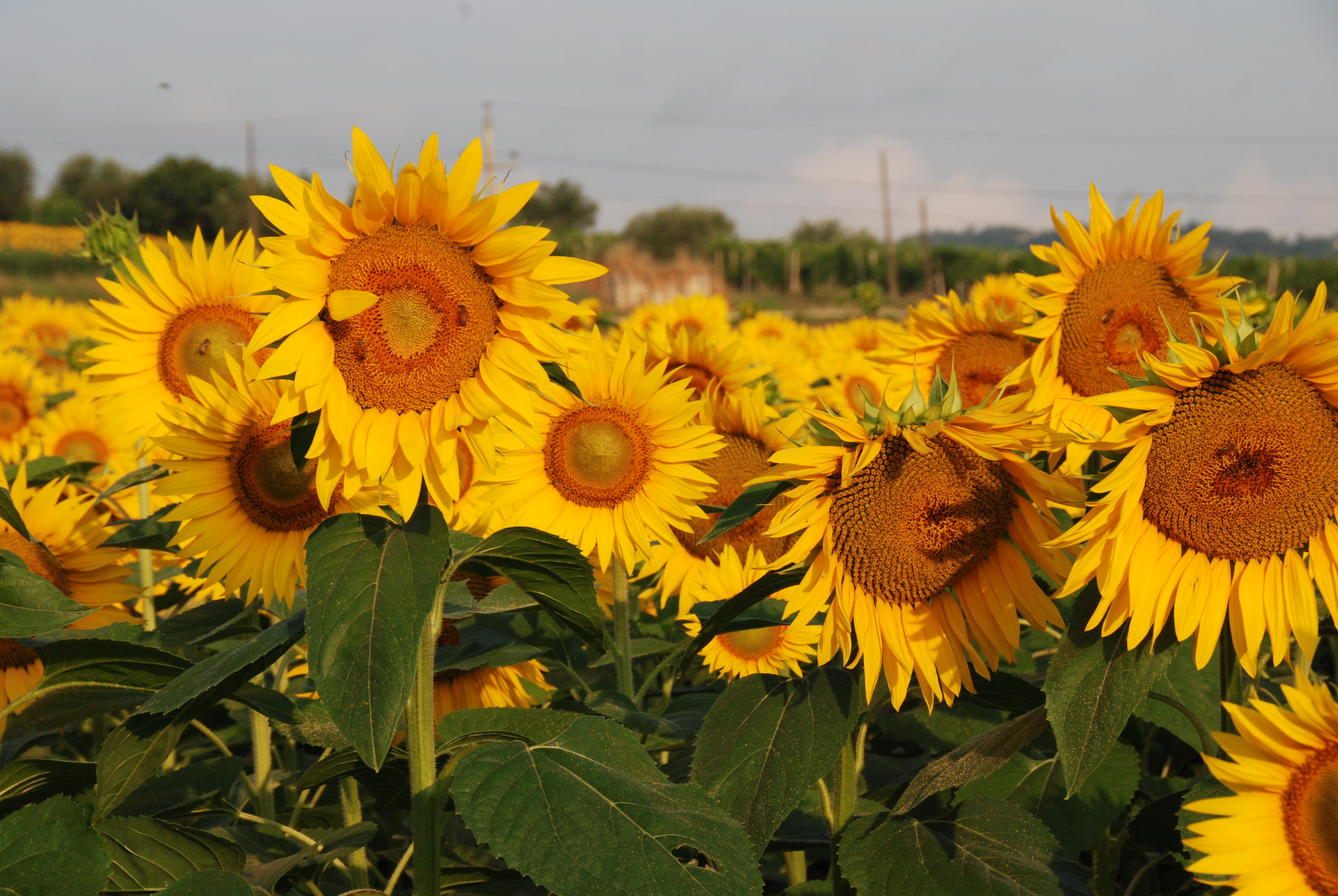 Girasoli Girasoli