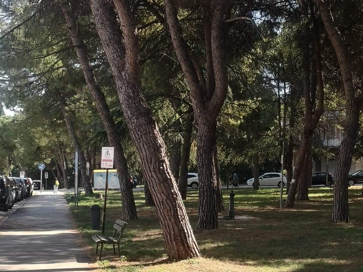 pini marittimi piegati in un parco pubblico