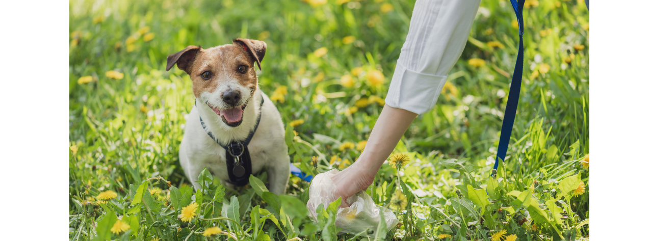 raccolta deiezione di un cane