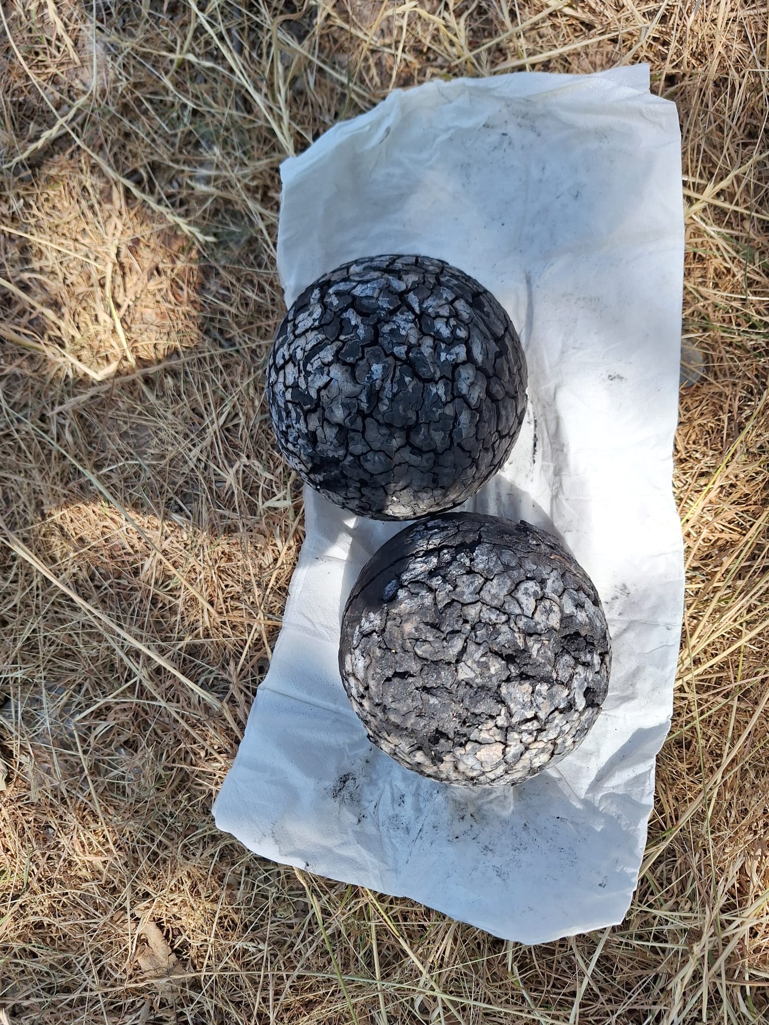 area bocciofila Erbarella - materiale ligneo bruciato