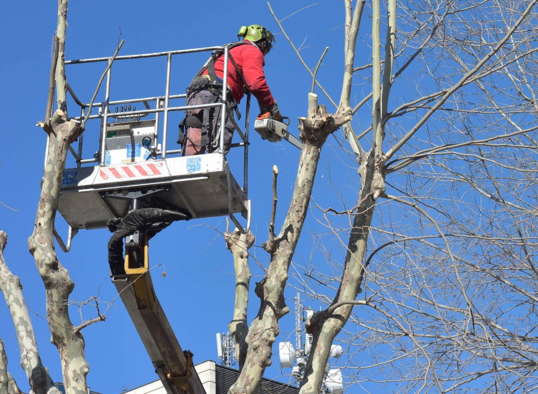 Un operaio al lavoro su un platano Un operaio al lavoro su un platano