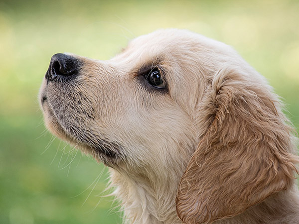 Cani rinchiusi in spazi angusti: due sanzioni