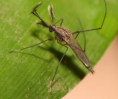 Accertato un caso di malattia infettiva tropicale disinfestazione precauzionale in zona via Roma