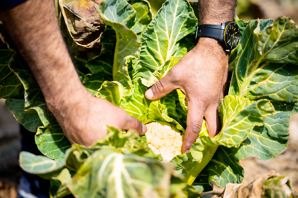 Mani che afferrano un cavolo