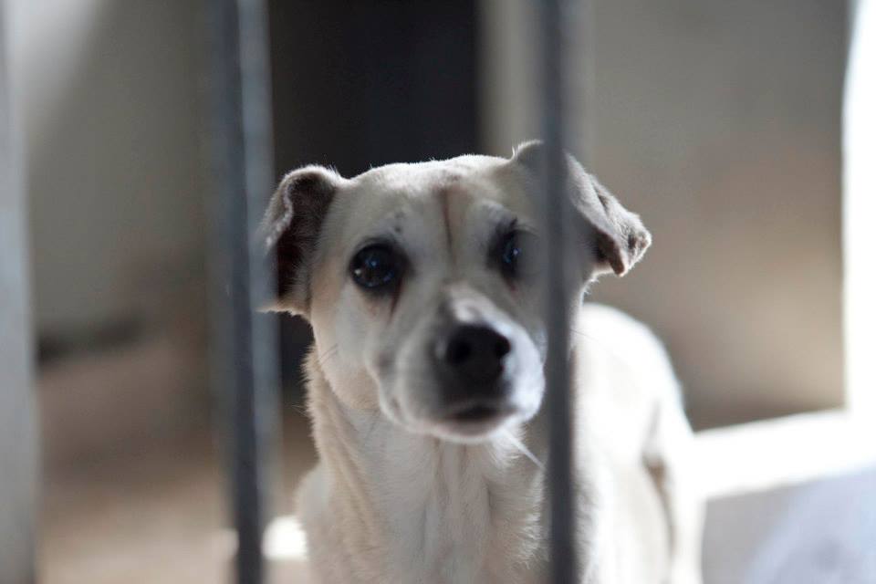 Un cane in gabbia Un cane in gabbia